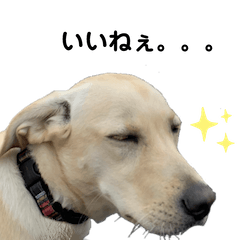 [LINEスタンプ] ラブラドールのあん