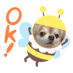 [LINEスタンプ] ちわわの挨拶