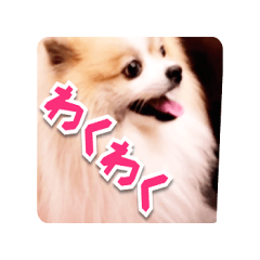 [LINEスタンプ] 毎日使える！かわいすぎるポメラニアン2
