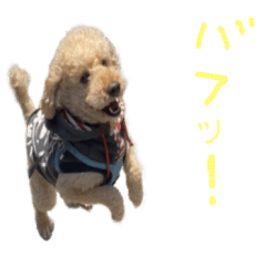 [LINEスタンプ] unknown KEDAMA 2.5