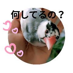 [LINEスタンプ] 日常会話文鳥