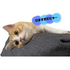 [LINEスタンプ] まーにゃんの生活