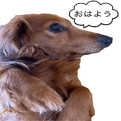 [LINEスタンプ] コタロウ吹き出しスタンプ
