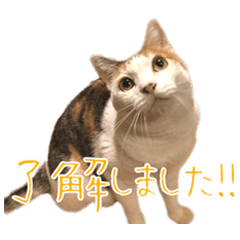[LINEスタンプ] 三毛猫の写真スタンプ～敬語編～