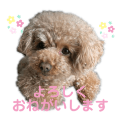 [LINEスタンプ] トイプーゆずちゃんスタンプ