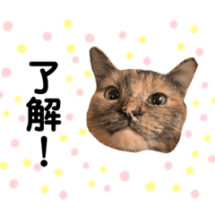 [LINEスタンプ] ひまわり〜〜！！