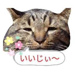 [LINEスタンプ] 金沢弁の猫＆犬