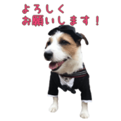 [LINEスタンプ] I love ジャックラッセルテリア