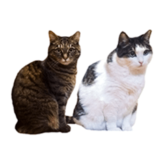[LINEスタンプ] 石川家の猫たち