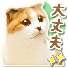 [LINEスタンプ] 三毛猫ふうちゃん 心なごむ日常会話