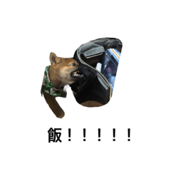 [LINEスタンプ] 我が名はポン太！！！！