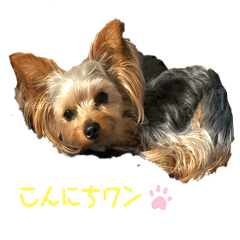 [LINEスタンプ] ヨーキーのエルモ