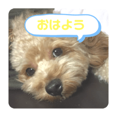 [LINEスタンプ] ココアのココアによるスタンプ