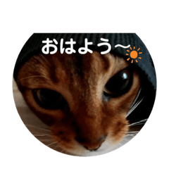 [LINEスタンプ] チェリナナの日常