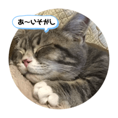 [LINEスタンプ] おしゃべりネコさん