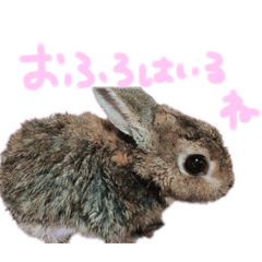 [LINEスタンプ] マフィンくんのスタンプ