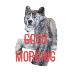 [LINEスタンプ] 秋田犬 虎毛