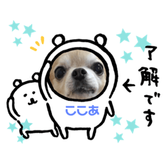 [LINEスタンプ] ココちゃんすたんぷ2020の画像（メイン）