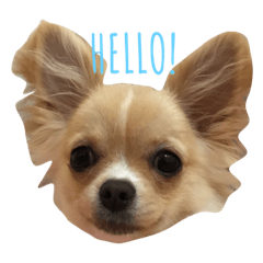 [LINEスタンプ] チワワのちくわちゃん