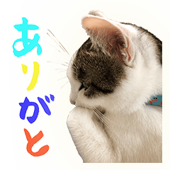 [LINEスタンプ] ネコのあーちょ Vol.2