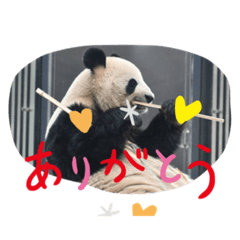 [LINEスタンプ] パンダでこんにちは2