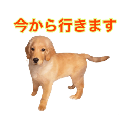 [LINEスタンプ] ゴールデンレトリバー アディ