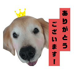[LINEスタンプ] きゃっちゃんスタンプ