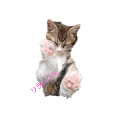 [LINEスタンプ] 猫ズ わんこ スタンプ