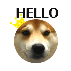 [LINEスタンプ] 柴犬 太郎くん