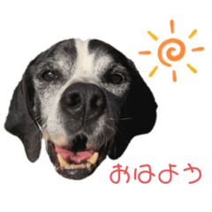 [LINEスタンプ] ポインターのロビン