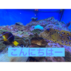 [LINEスタンプ] 元気なお魚スタンプ