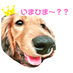 [LINEスタンプ] 癒し犬の日常