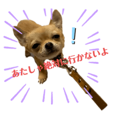 [LINEスタンプ] チワワのまるこ