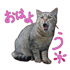 [LINEスタンプ] ネコのお便り (あいさつ)