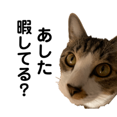 [LINEスタンプ] になはるちび 〜あした〜