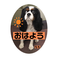 [LINEスタンプ] もも。バディ。さくら。