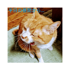 [LINEスタンプ] 吾輩は猫である…名前は、とん汁である。