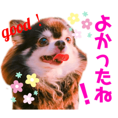 [LINEスタンプ] チョコ＆まろんの日常♪♫