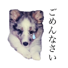 [LINEスタンプ] シェルティーのテリーだよ。3