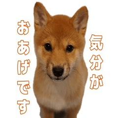 [LINEスタンプ] 豆柴おあげスタンプ 第一弾