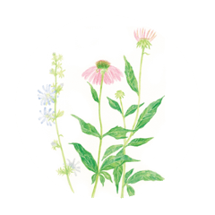 [LINEスタンプ] Herbs ＆  Plans