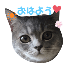 [LINEスタンプ] こねこのJin君