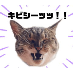 [LINEスタンプ] めめといっしょ【日常編】