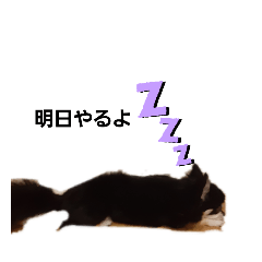 [LINEスタンプ] いぬ大好きな人向け