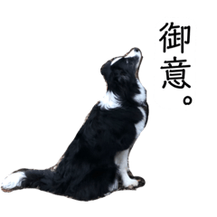 [LINEスタンプ] ボーダーコリー DORAMU★III