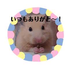 [LINEスタンプ] キンクマこむぎの日常