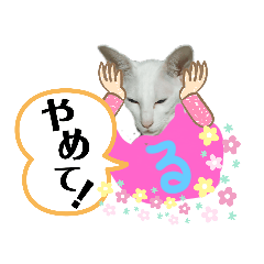 [LINEスタンプ] 三角な猫4