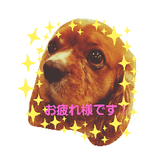[LINEスタンプ] あーちんしゃーちんWORLD