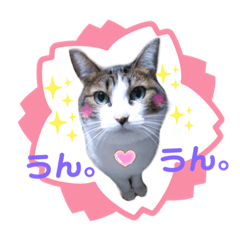 [LINEスタンプ] ねこにゃんスタンプ  ②