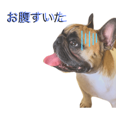 [LINEスタンプ] こたてぃのろかそる